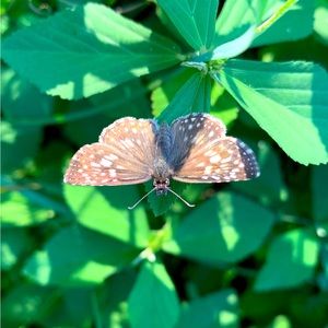 Meet your Posher, Riley